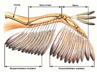 Оперение (птиц)