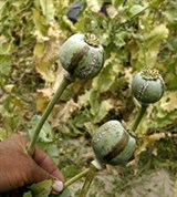 Опийная наркомания (опийный мак)