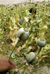 Опийная наркомания (опийный мак)