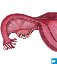 Оплодотворение