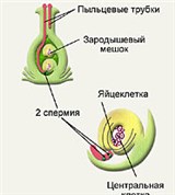 Оплодотворение у растений (схема)