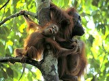 Орангутан (самка с детенышем)