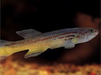 Оранжево-голубой афиосемион