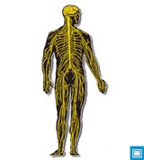 Организация нервной системы