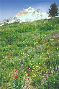 Орегон (Горные луга)