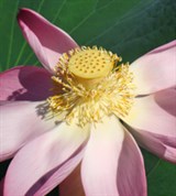 Ореховидный лотос (раскрывшийся цветок)