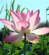 Ореховидный лотос (цветок)