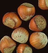 Орех (фундук)