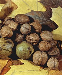 Орех грецкий