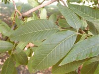 Орех грецкий – Juglans regia L. (1)