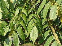 Орех маньчжурский – Juglans mandshurica Maxim. (1)