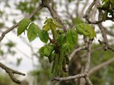 Орех маньчжурский – Juglans mandshurica Maxim. (2)