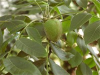 Орех серый – Juglans cinerea L.