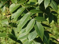 Орех черный – Juglans nigra L. (1)