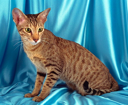Ориентальная кошка (коричневая пятнистая) — Мегаэнциклопедия Кирилла и  Мефодия — медиаобъект