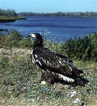 Орланы (орлан-белохвост)