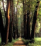 Орловская область (аллея в Спасском-Лутовинове)