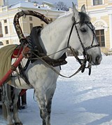 Орловская рысистая порода (в упряжке)