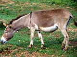 Осел нубийский