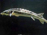 Осетры (Атлантический осетр)