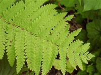 Осмунда Клейтона – Osmunda claytoniana L.