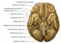 Основание головного мозга