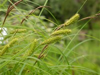 Осока острая, изящная – Carex acuta L.