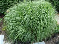 Осока пальчатая – Carex digitata L.