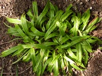 Осока подорожниковая – Carex plantaginea Lam.