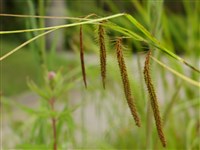 Осока прибрежная – Carex riparia Curtis.