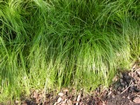 Осока расставленная – Carex remota L.