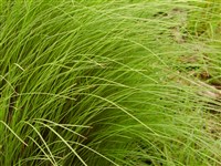 Осока черная – Carex nigra (L.) Reichard.