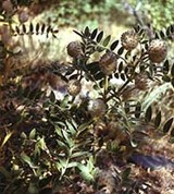 Остролодочник