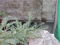 Остролодочник крупноцветковый – Oxytropis megalantha H.Boissieu.