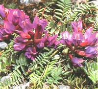 Остролодочник лаппонский – Oxytropis lapponica (Wahlenb.) Gay.