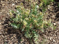 Остролодочник полевой – Oxytropis campestris (L.) DC.