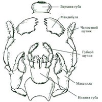 Открыточелюстные насекомые (строение ротового аппарата)