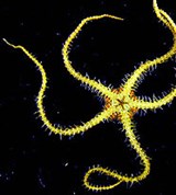 Офиуры (Офиура вида Ophiacantha antarctica)