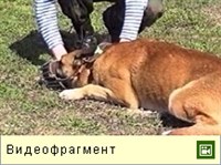 Охрана вещей (видео)