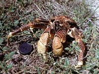 ПАЛЬМОВЫЙ ВОР