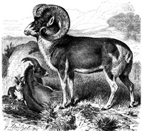 ПАМИРСКИЙ ГОРНЫЙ БАРАН (гравюра)