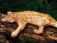 ПАНГОЛИН индийский