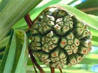 ПАНДАНУС (плоды)