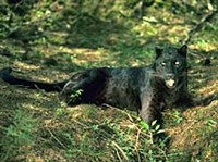 ПАНТЕРА ЧЕРНАЯ