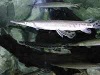 ПАНЦИРНИКИ (Панцирник)