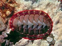 ПАНЦИРНЫЕ (хитон Tonicella lineata)