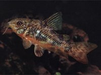 ПАНЦИРНЫЕ СОМЫ (сомик крапчатый)