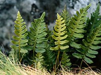 ПАПОРОТНИКОВИДНЫЕ (Многоножка обыкновенная)