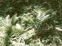 ПАПОРОТНИК ЖЕНСКИЙ