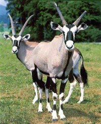 ПАПСКИЙ ОРИКС (Oryx gazella gazella)